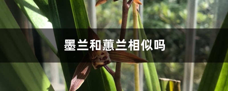 墨蘭和蕙蘭的區別