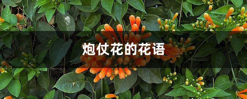 炮仗花的花語和寓意，有什麼文化意義