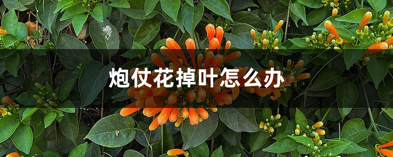 炮仗花掉葉怎麼辦