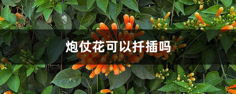 炮仗花可以扦插嗎