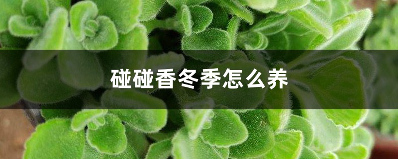 碰碰香冬季怎麼養，可以扦插嗎