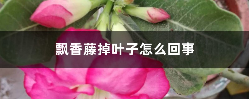 飄香藤掉葉子怎麼回事，怎麼辦