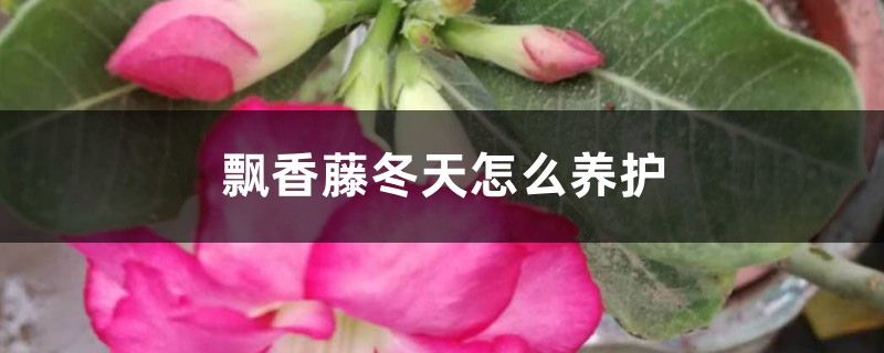 飄香藤冬天怎麼養護，能換盆嗎