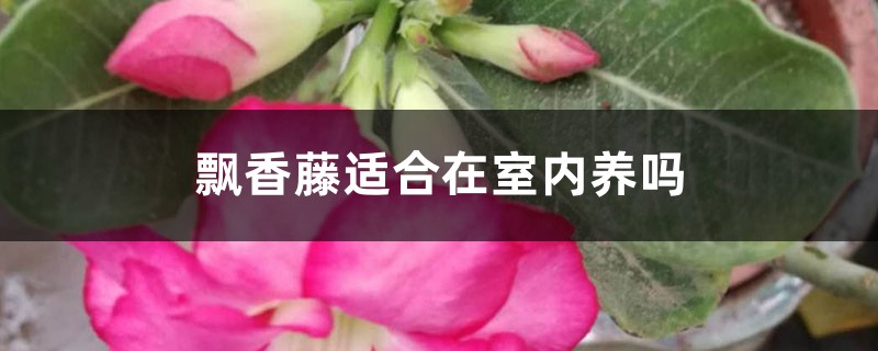 飄香藤適合在室內養嗎
