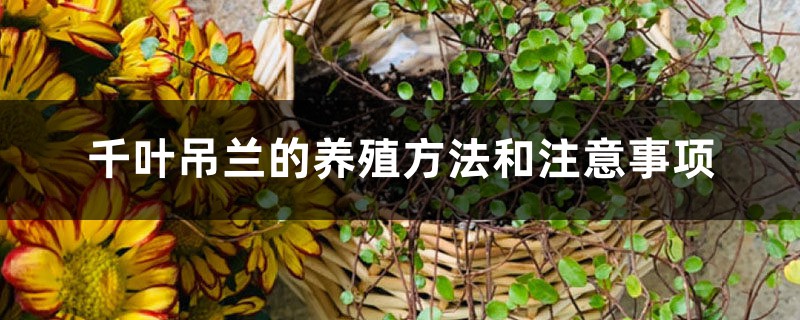 千葉吊蘭的養殖方法和注意事項