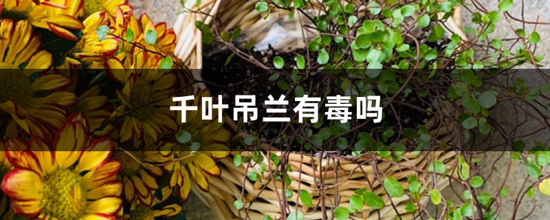 千葉吊蘭有毒嗎