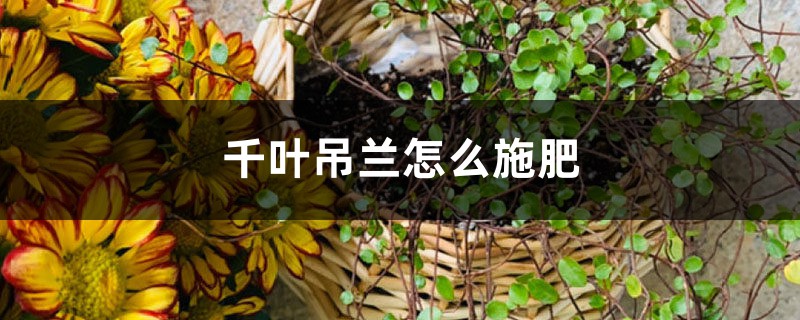 千葉吊蘭怎麼施肥？找對方法效果好！