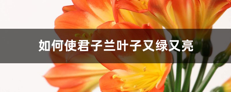 如何使君子蘭葉子又綠又亮
