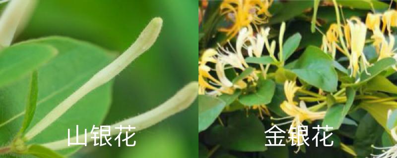 山銀花和金銀花的區別