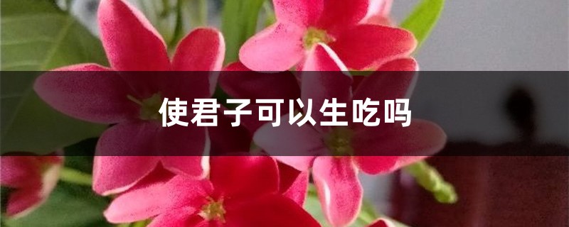 使君子可以生吃嗎