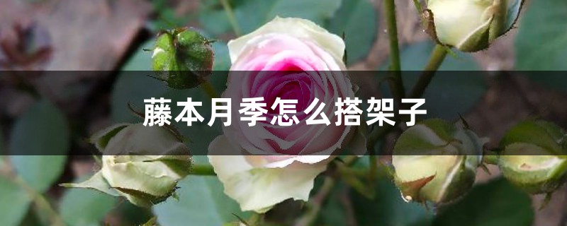 藤本月季怎麼搭架子，怎麼牽引