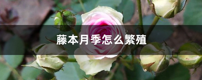 藤本月季怎麼繁殖，可以扦插嗎