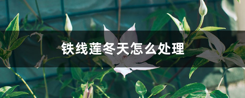 鐵線蓮冬天怎麼處理