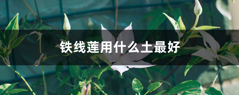 鐵線蓮用什麼土最好，怎麼配土