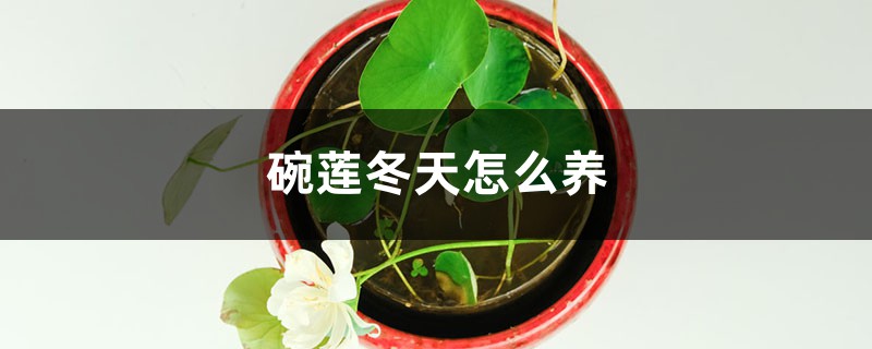 碗蓮冬天怎麼養，第二年怎麼翻盆