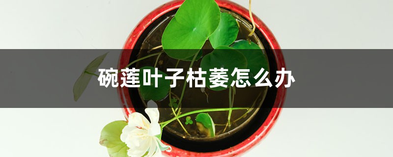 碗蓮葉子枯萎怎麼辦