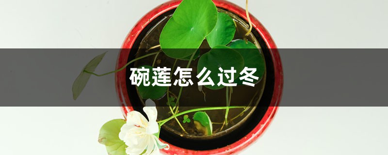 碗蓮怎麼過冬，多少度會凍死