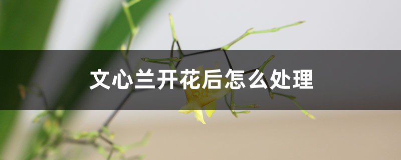 文心蘭開花後怎麼處理，怎麼修剪