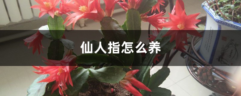 仙人指怎麼養，怎樣可以爆盆