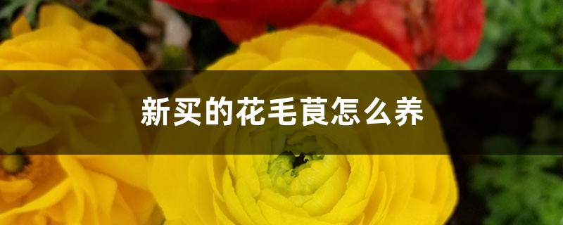 新買的花毛茛怎麼養