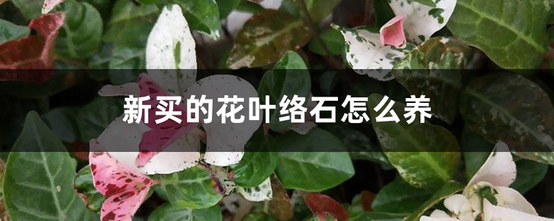 新買的花葉絡石怎麼養