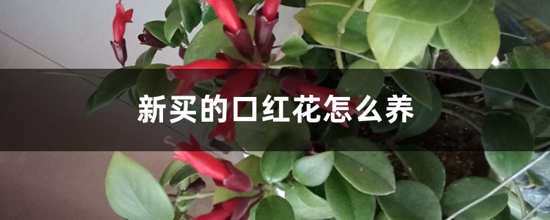 新買的口紅花怎麼養