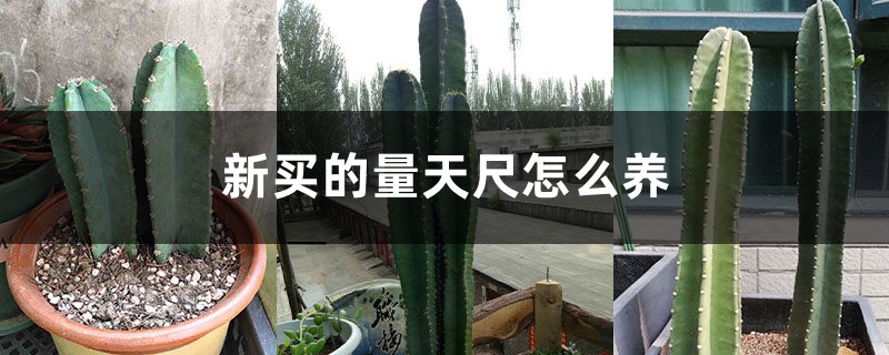 新買的量天尺怎麼養
