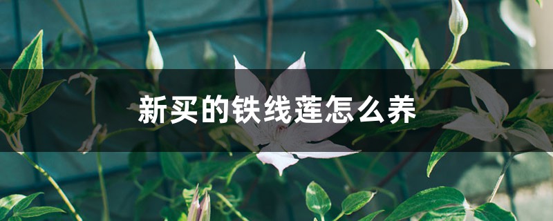 新買的鐵線蓮怎麼養