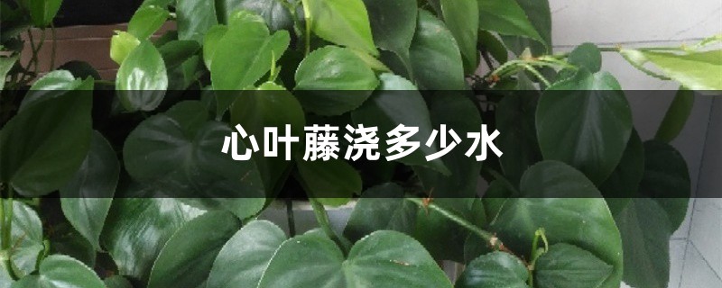 心葉藤澆多少水