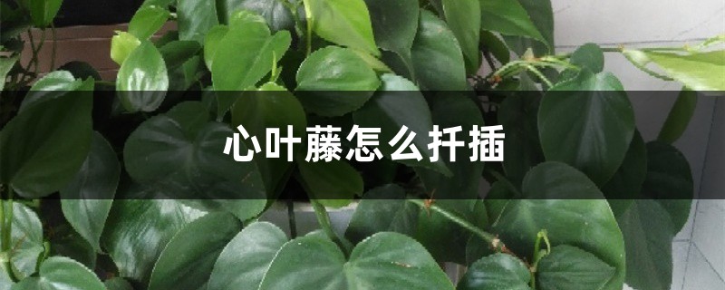 心葉藤怎麼扦插