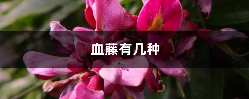 血藤有幾種，雞血藤圖片