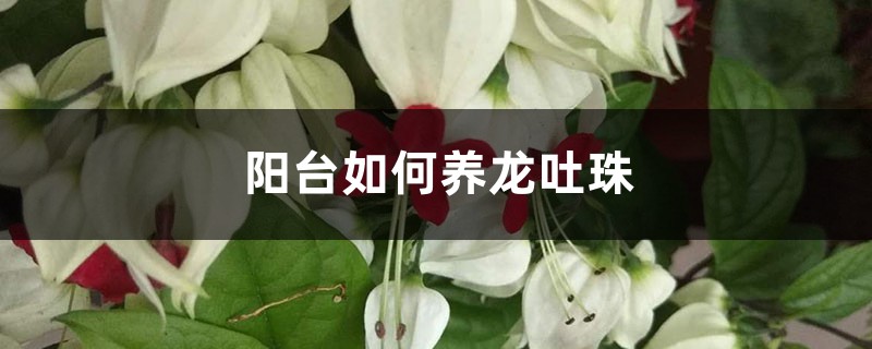陽臺如何養龍吐珠，需要注意什麼