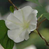 月光花
