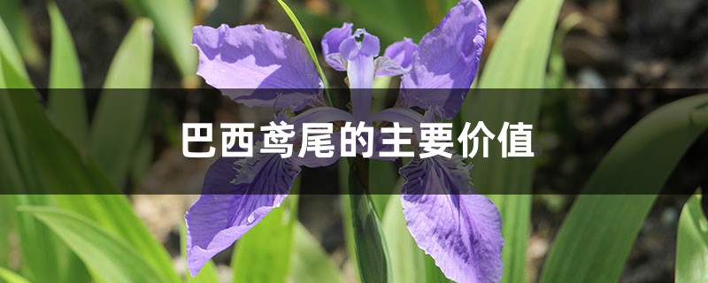巴西鳶尾的主要價值