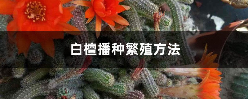 白檀播種繁殖方法