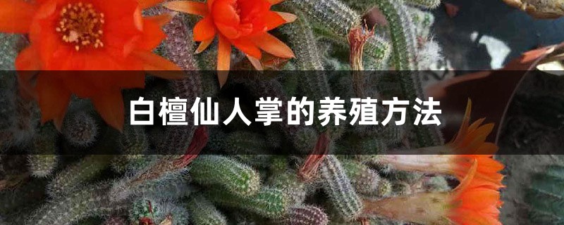 白檀仙人掌的養殖方法和注意事項