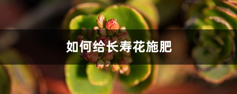 長壽花施肥方法，用什麼肥好