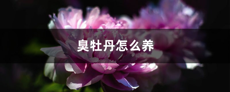 臭牡丹怎麼養