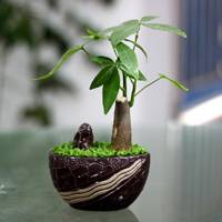 發財樹