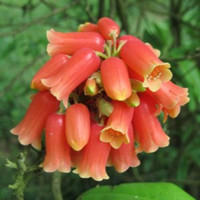 管花杜鵑
