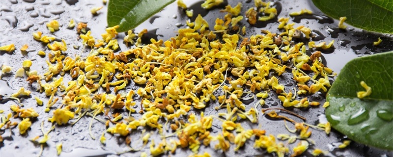 桂花的功效與作用
