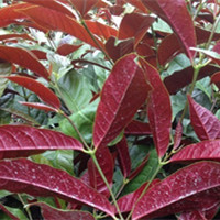 紅背桂