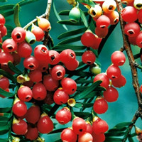 紅豆杉