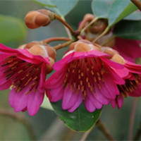 紅花荷