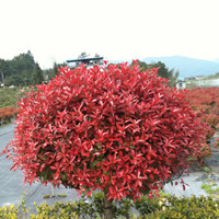 紅葉石楠