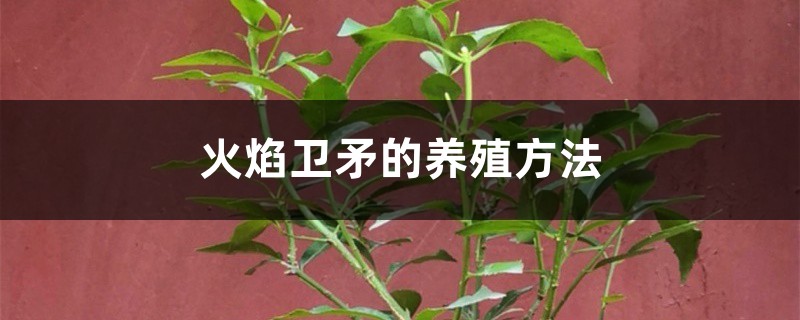 火焰衛矛的養殖方法和注意事項