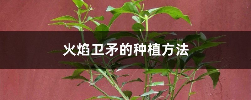 火焰衛矛的種植方法