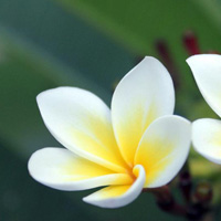 雞蛋花