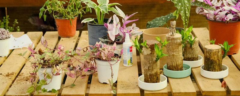 家裡為什麼不能養白蘭花