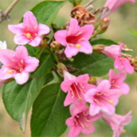 錦帶花